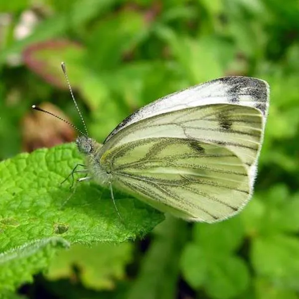 Erstwilder - Social White Cabbage Butterfly Mini Brooch