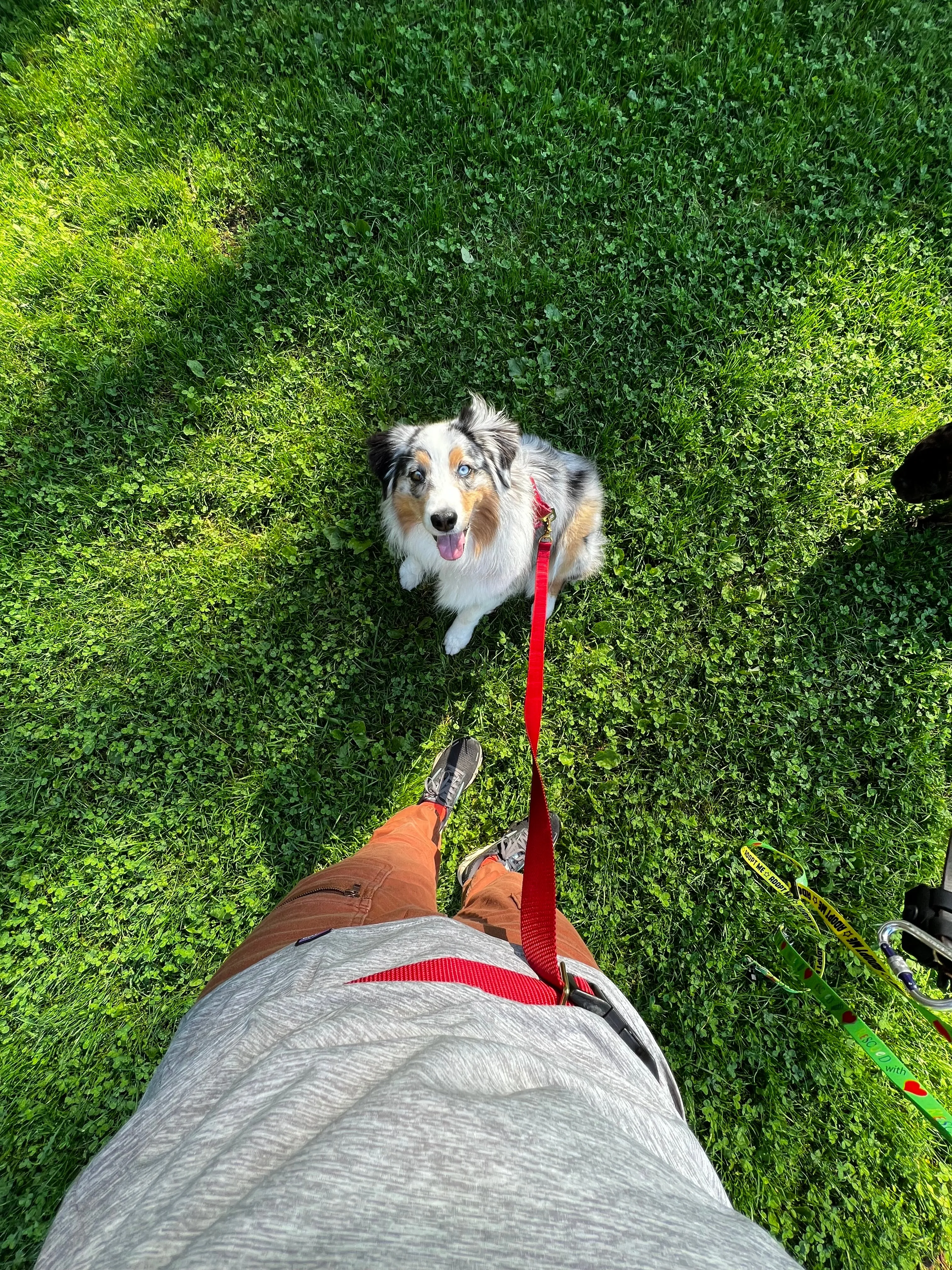 Hands-Free Waist Leash