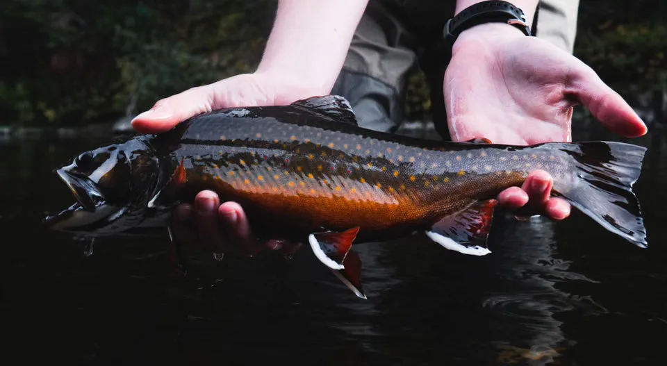 The Brookie Belt